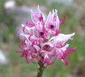 Orchis simia